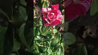 Tenore de Orosei - A una rosa                  Ass.Cuncordu de Orosei Autori: A. Deplano,P. Mercurio