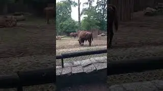 Vroclavo zoo 2024 6