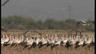 stork migration