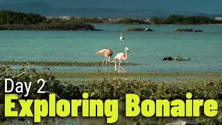 Above And Below Sea - Bonaire Vacation