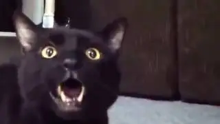 Поющие кошки. Постарайся не рассмеяться! Хорошо?