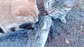 Ева гуляет под охраной братьев.(Адам,Исаак,Ной.)🐅🐯😾🐱