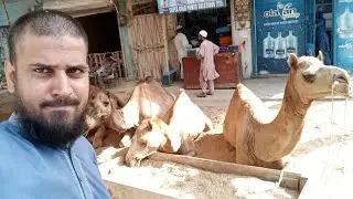 Glorious Unique Camels & BULL Qurbani 2024 Fantastic Vlog | Hafiz Irfan Speaks