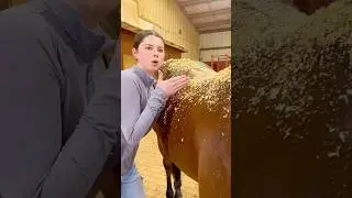 The Harsh Truth About Owning a Horse.. 🐴 