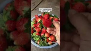 Ngó dâu Nhật Sky Bao nhiêu cũng có