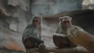 Rhesus Monkeys cutest baby