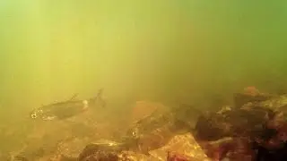 Подводная съёмка. Река Мана. Береть.