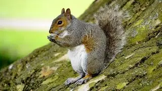 Domestic animals name//pet animals name