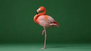 Flamingo – Free Green Screen Loop VFX