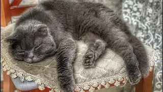 Мои хвостики/ готовлю чуду/ Моменты из жизни 😃
