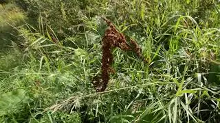 1 видео