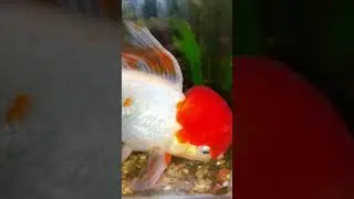 ПЭПИНДА КРАСНАЯ ШЛЯПА 🤣👀👈