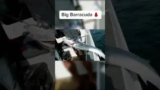Reeling in a massive Barracuda #fishingaustralia #fishing #fishingaddiction #barracuda #fish