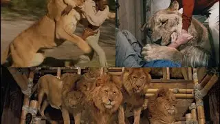 All animal attacks in Roar (1981)