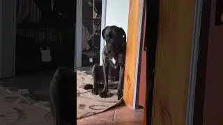 #собака