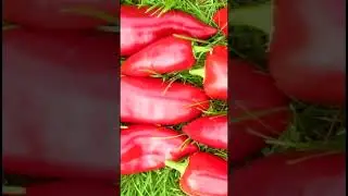СУПЕР ПЕРЕЦ! Крупный, толстостенный, очень сладкий! 