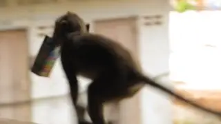Рungry monkey.   Голодные обезьянки.