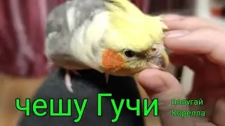 Чешу Гучи.Чешу попугая Кореллу !