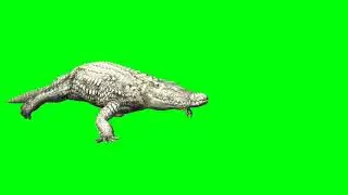 Crocodile Green Screen Video || Animation VFX // 🐊 chromakey