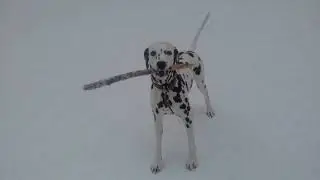 Далматин в зимнем лесу