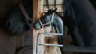 What Happens When Horses Get 'High'?