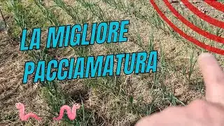 LA MIGLIORE PACCIAMATURA PER IL TUO ORTO