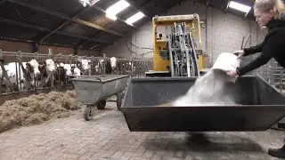 Feeding cattle