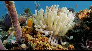 Bahamas Below