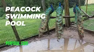 Peacock Swimming Pool, Peacock Minute, peafowl.com