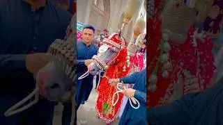 Zuljinah imam Hussain A.S Faisalabad #zuljinah #shortsvideo #youtubeshorts
