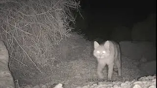 Wild Cat - Israel / חתול בר / Felis silvestris lybica