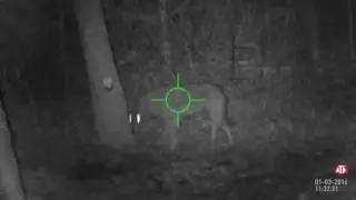 Yote body shot - 81 grain Predator Polymag
