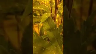 What is happening with my cannabis plants? Ep 4: Magnesium deficiency