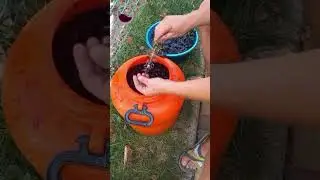 Винограда дафига, можно сделать и вина! Ейск