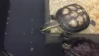 Asian Box Turtles