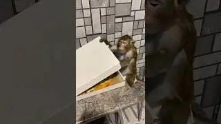 Пицца 🍕 