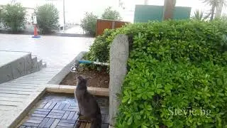 Thirsty cat in Marrmaris, Turkey