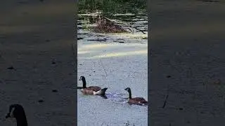 Jung-Gänse im Park - Canadagänse