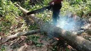 operator senior,tumbangkan 2 pohon    tanpa tali.(@woodhunter2580).