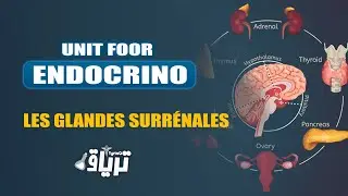 #2ème année - TMC CAMP Unité #endocrinologie : ANATO+HISTO+PHYSIO+BIOCHIMIE de la #Surrénale|By Reem