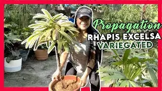 Propagation of Amazing Rhapis Excelsa Variegated (Broad Lady Palm) | May Marites nagmasid!