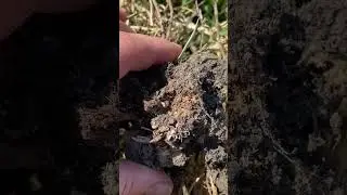 Хто знищує наші рослини???Халепа на клумбі