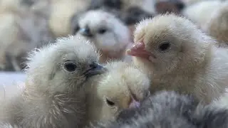 О цыплятах. Содержание, кормление, наш опыт.