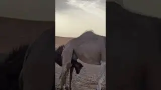 Lekker verse melk drinken van een kameel in merzouga
