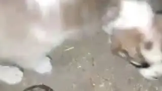 #алабаи