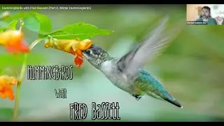 Alachua Audubon Evening Program: Winter Hummingbirds with Fred Bassett