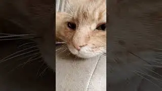 Милый?😘💓 Музыка Автора 