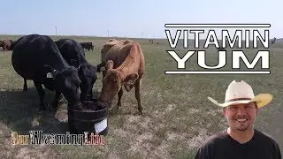 Vitamins, Minerals and Protein and Fly Control in Cattle Nutrition