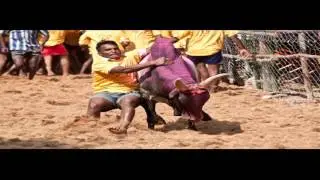 A Tease: modi government jallikattu peta