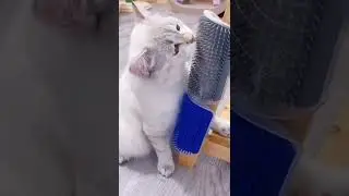 Купи своему коту такую